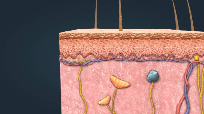 皮肤的层次皮肤冷热感觉 皮神经 三维动画