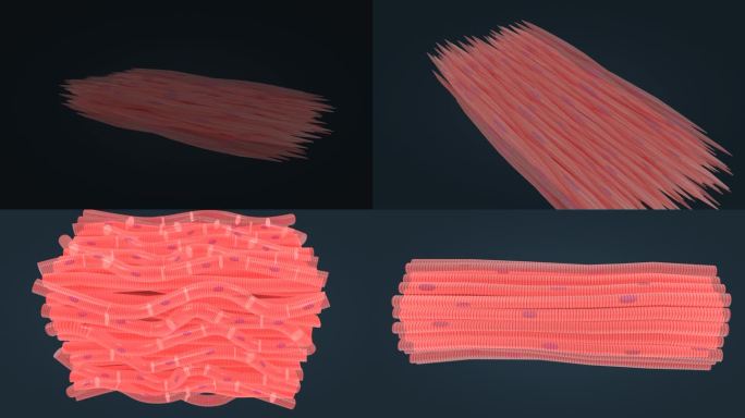 肌肉组织 人体器官 肌肉 平滑肌 动画