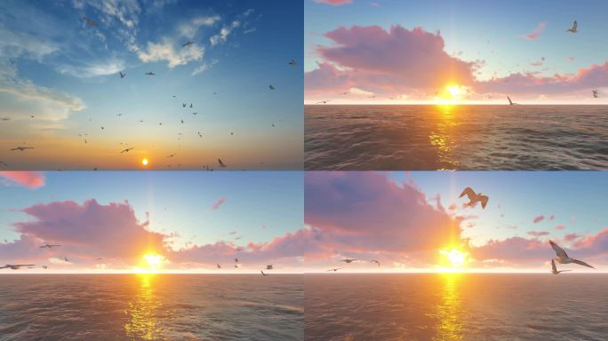 海鸥迎着太阳飞翔穿梭多镜头组合素材