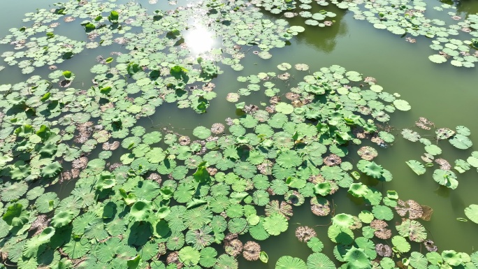 夏季阳光下池塘中的浮萍