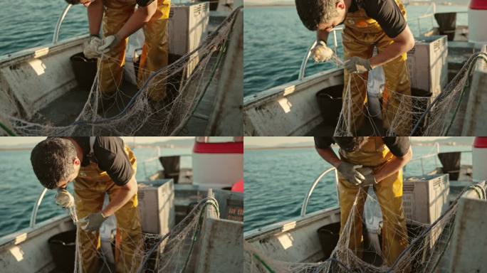中年渔民从网中取出乌贼