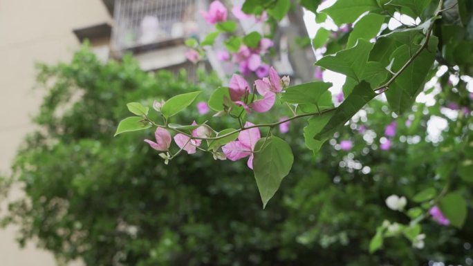 小清新植物花卉