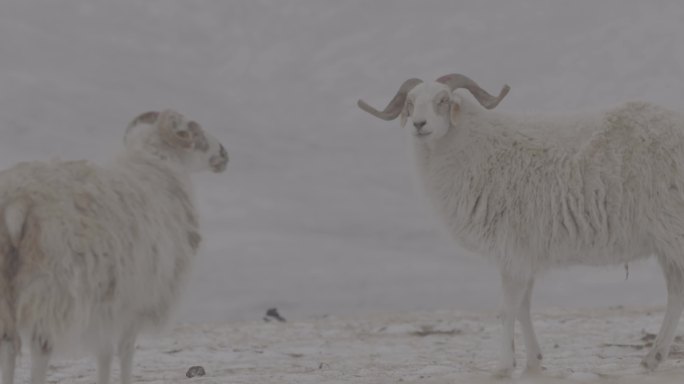 冬季雪原羊群