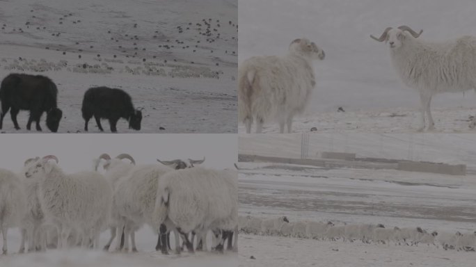 冬季雪原羊群
