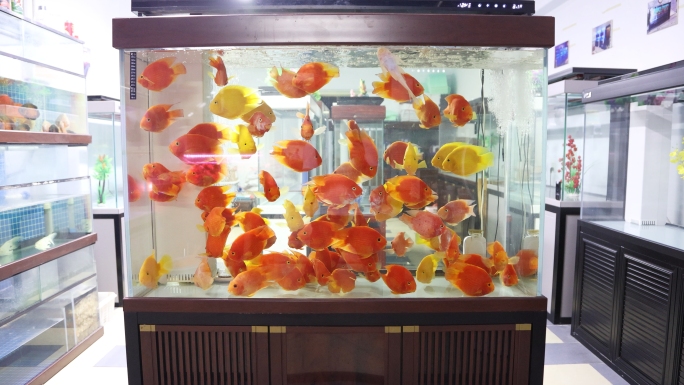 鱼缸观赏鱼红鱼3