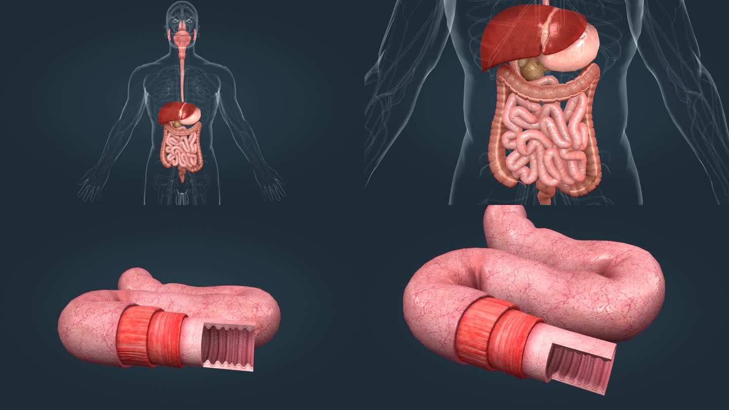 消化系统 肠胃 小肠 解剖学 三维动画