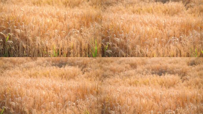 金色麦穗风吹麦浪的丰收季节4