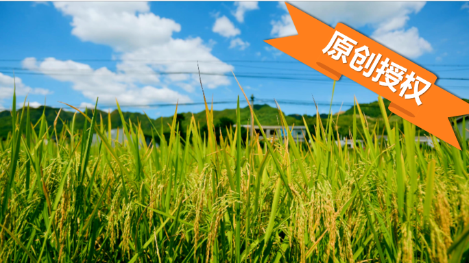 D017水稻基地、稻谷