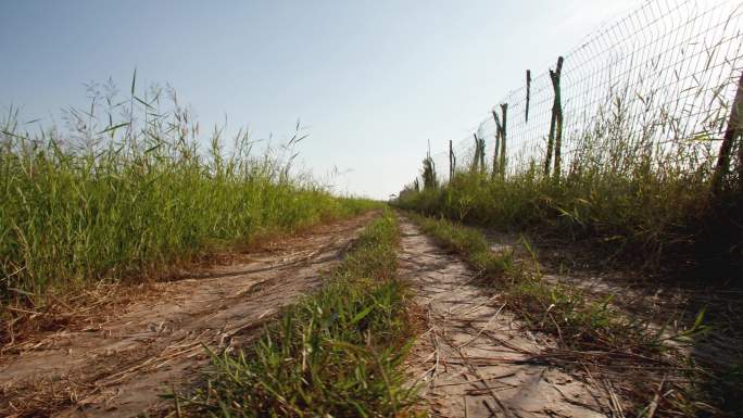 乡间杂草泥巴小路