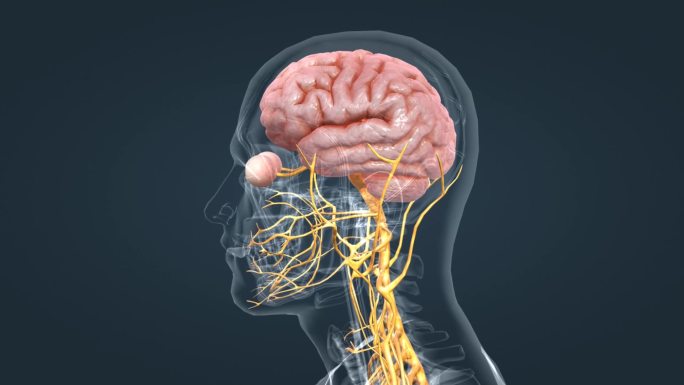 神经系统 医学动画 人体器官 三维动画