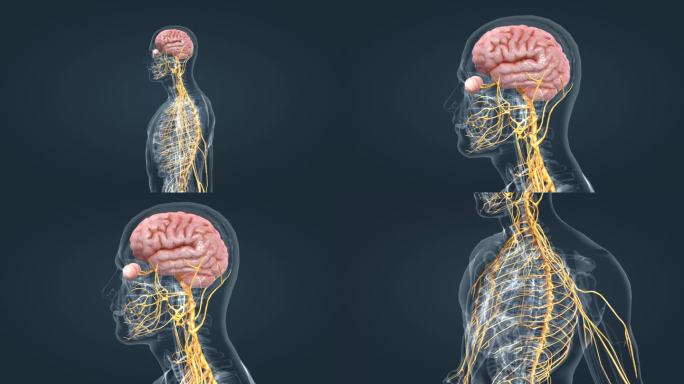 神经系统 医学动画 人体器官 三维动画