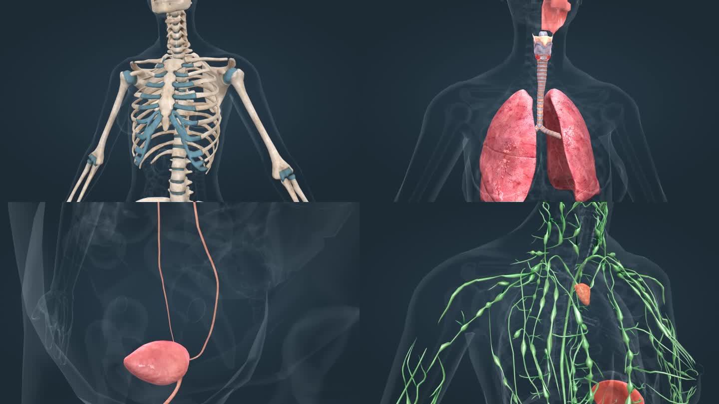 医学 人体 3D 器官 女性 三维动画