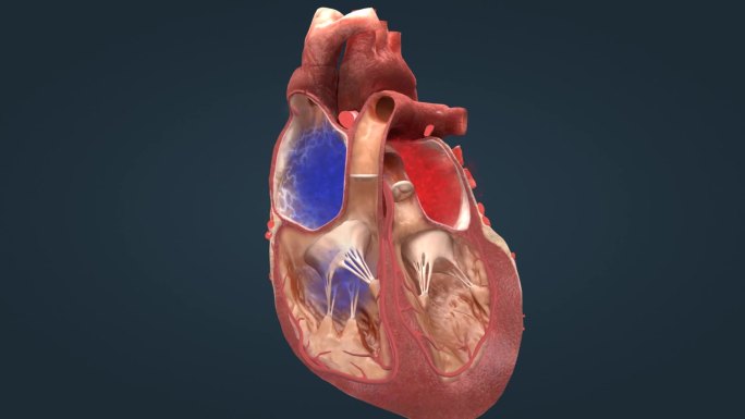 心脏电传导系统  电脉冲 心脏功能 动画