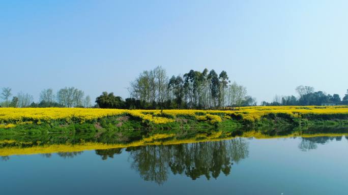 成都两河口春季风景油菜花盛开春光倒映水中