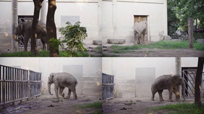 多镜头4K｜北京动物园亚洲象实拍