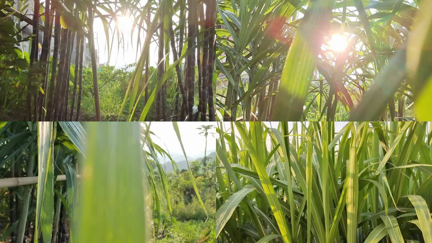 甘蔗视频素材甘蔗苗糖蔗黑蔗叶种植实拍甘蔗