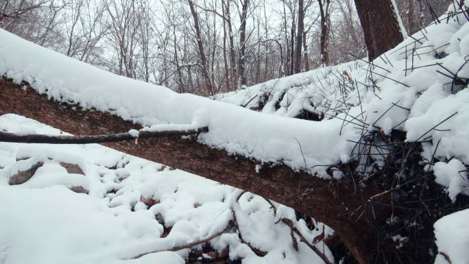 苏子河源头 冰雪 严冬