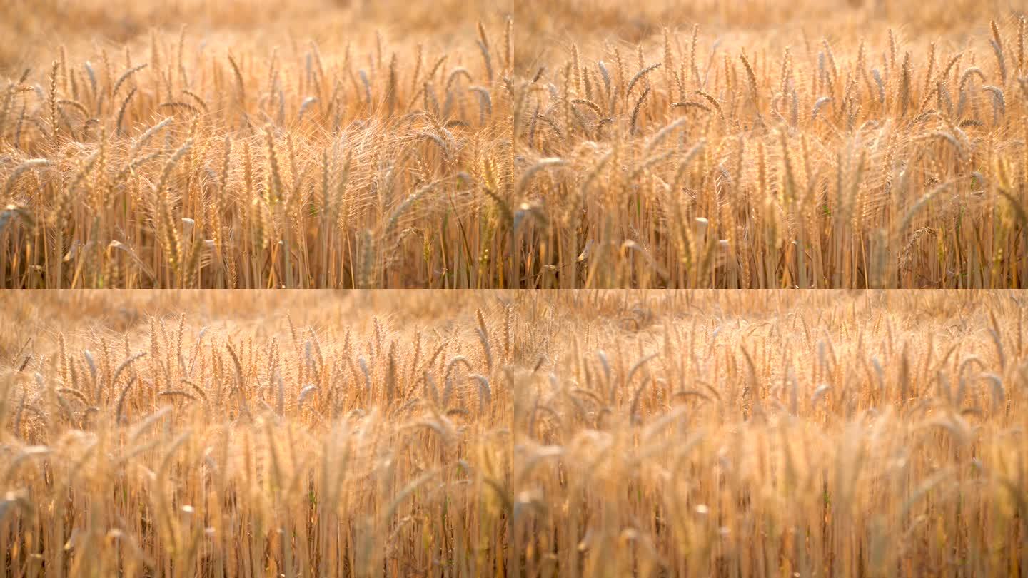 金色麦穗风吹麦浪的丰收季节2