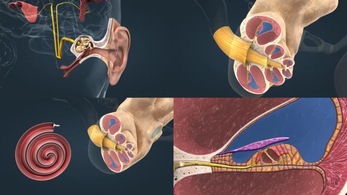 耳朵 听觉 声音 听力 听力机制 动画