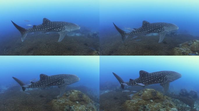 4K濒危物种远洋鲸鲨（Rhincodon typus）在彩虹长跑者学校游泳，能见度良好，无人。动物行