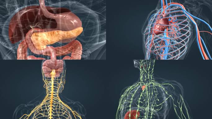 医学 人体 大脑 血管 神经 器官 动画
