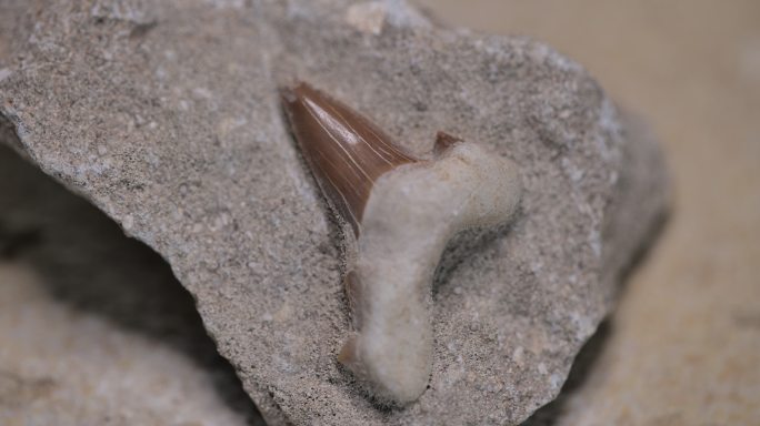 鲨鱼牙齿化石遗物遗迹遗体演变