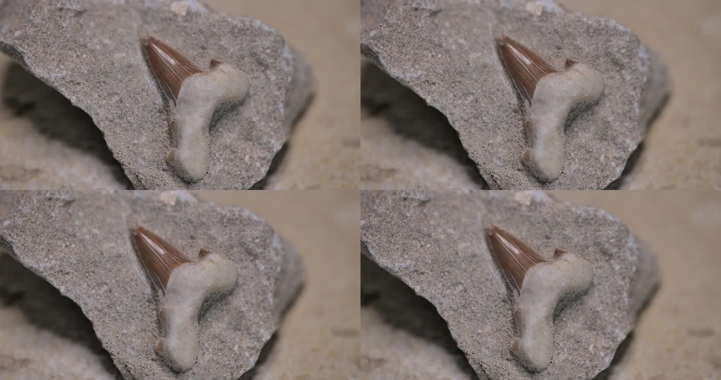 鲨鱼牙齿化石遗物遗迹遗体演变