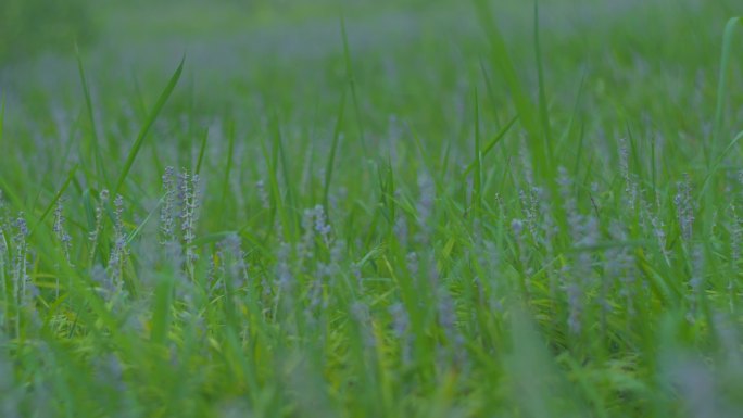 【4k原创】各种各样的花儿