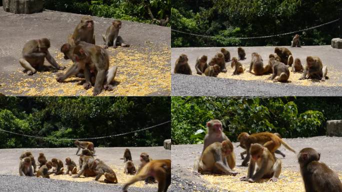 猴子吃东西