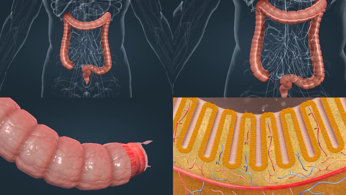 人体 解剖 大肠 横结肠 降结肠消化系统