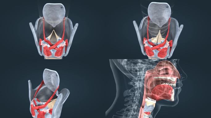 发声 声带 肺呼出 声音的生成 气体震动