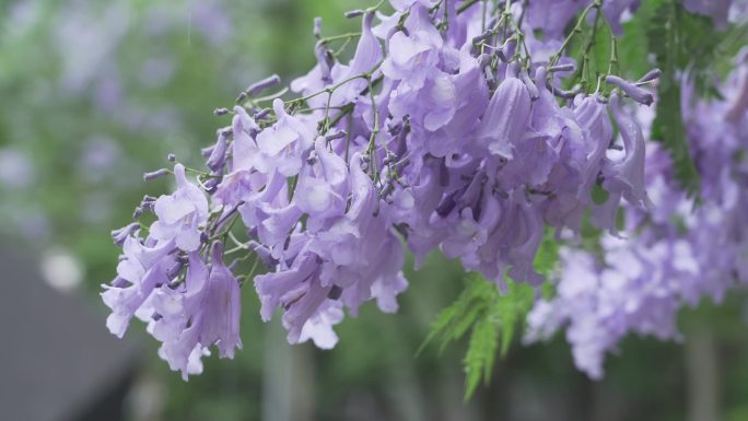 蓝花楹下雨天素材