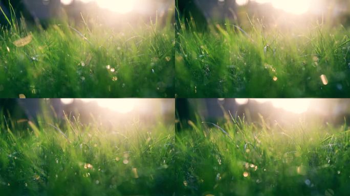 晨光中的草广告空镜唯美草丛