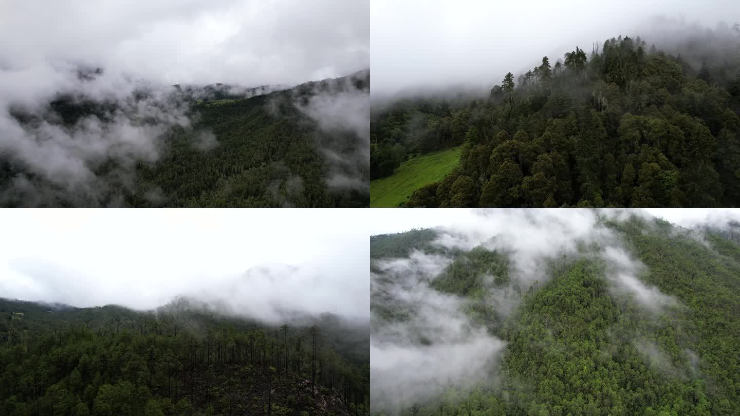云南丽江原始森林云雾袅绕的山林合集