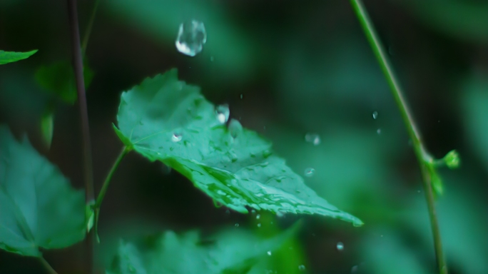 雨森林雨滴树叶下雨雨水大自然水滴滴水生长