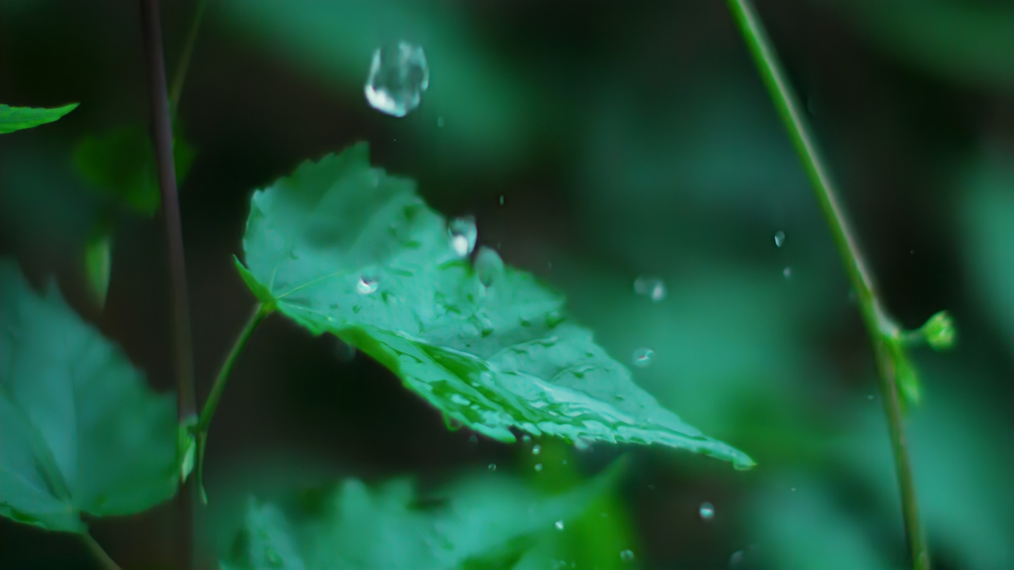 雨森林雨滴树叶下雨雨水大自然水滴滴水生长