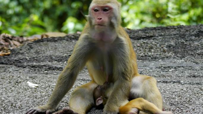 小猴子吃奶猴子母子