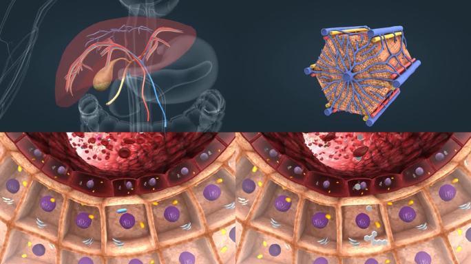 肝脏的结构与功能