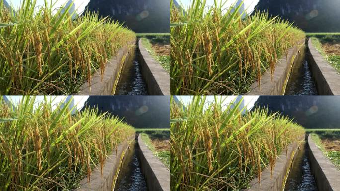 农田成熟的稻谷唯美意境水稻特写