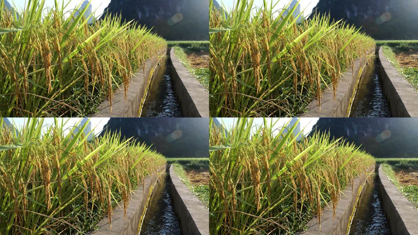 农田成熟的稻谷唯美意境水稻特写