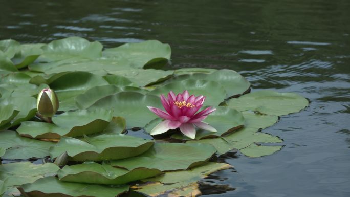 莲花 睡莲 水莲 小叶莲 红莲花