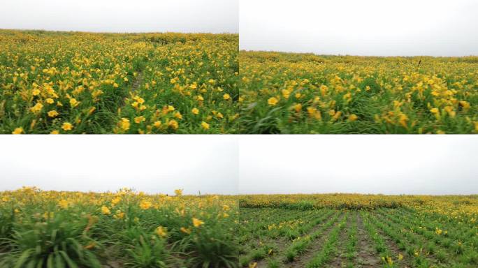 航拍 花海 黄花 郊区 郊野 怒放 远山