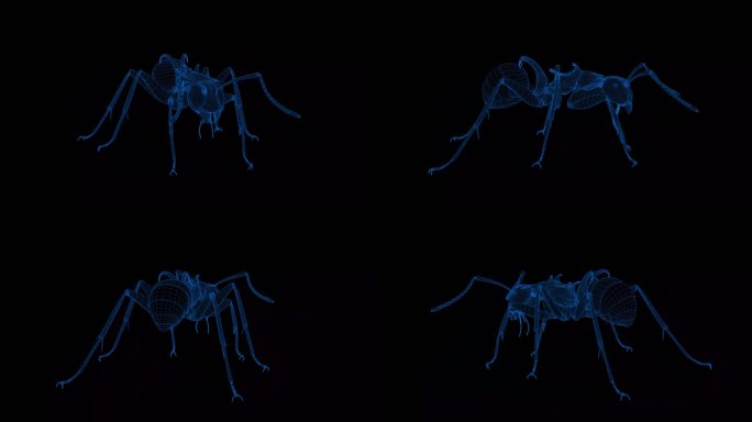 4K蓝色全息科技线框动物 蚂蚁素材带通道