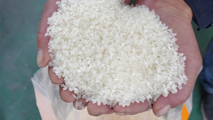 水稻 水稻加工 成品 粮食 大米