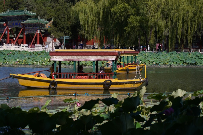 游客在北京北海公园划船赏荷花