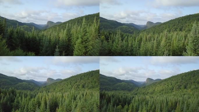 夏季北方自然森林和山脉鸟瞰图