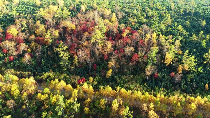 航拍大兴安岭秋季五彩森林
