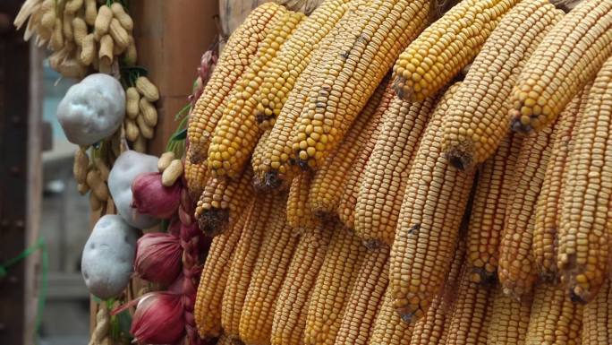 玉米 丰收 农业 村镇 粮食