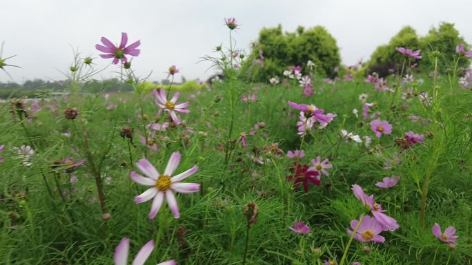 航拍 花海 紫花 格桑花 郊野 怒放