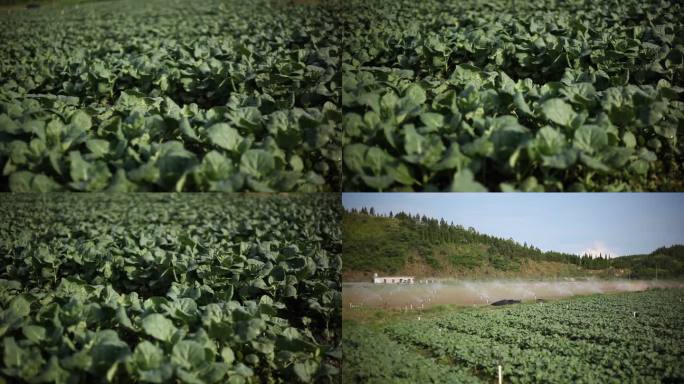 蔬菜种植喷灌 芥蓝种植喷灌 无农药化肥